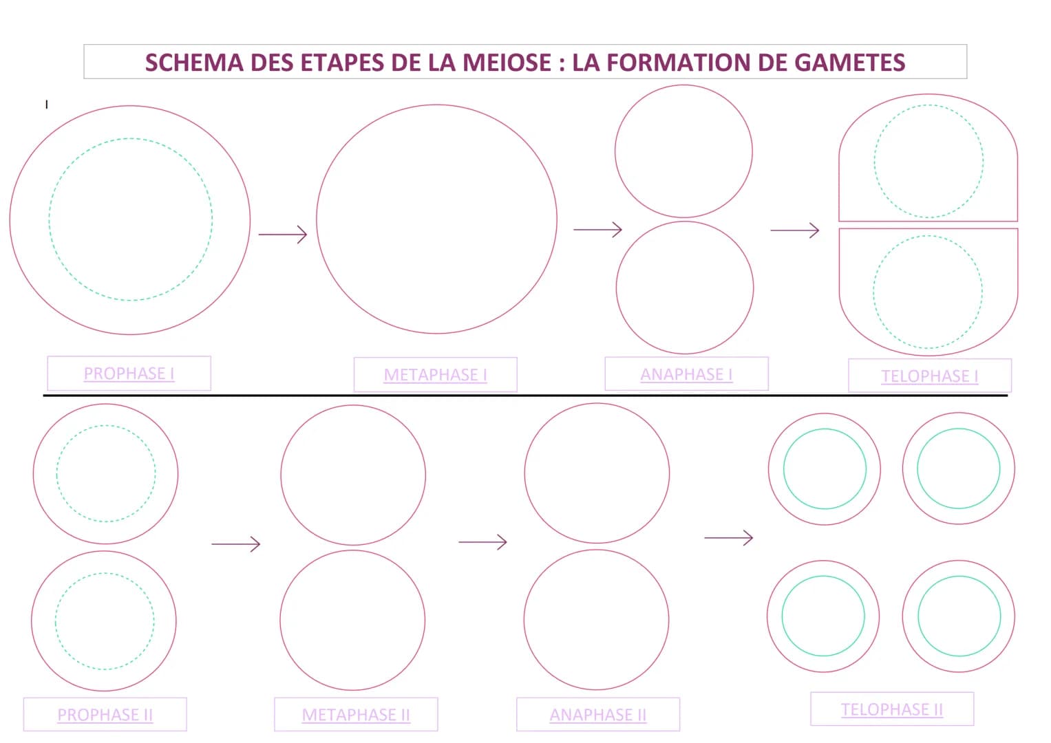 SCHEMA DES ETAPES DE LA MEIOSE: LA FORMATION DE GAMETES

PROPHASE I

METAPHASE I

ANAPHASE I

TELOPHASE I

PROPHASE II

METAPHASE II

ANAPHA