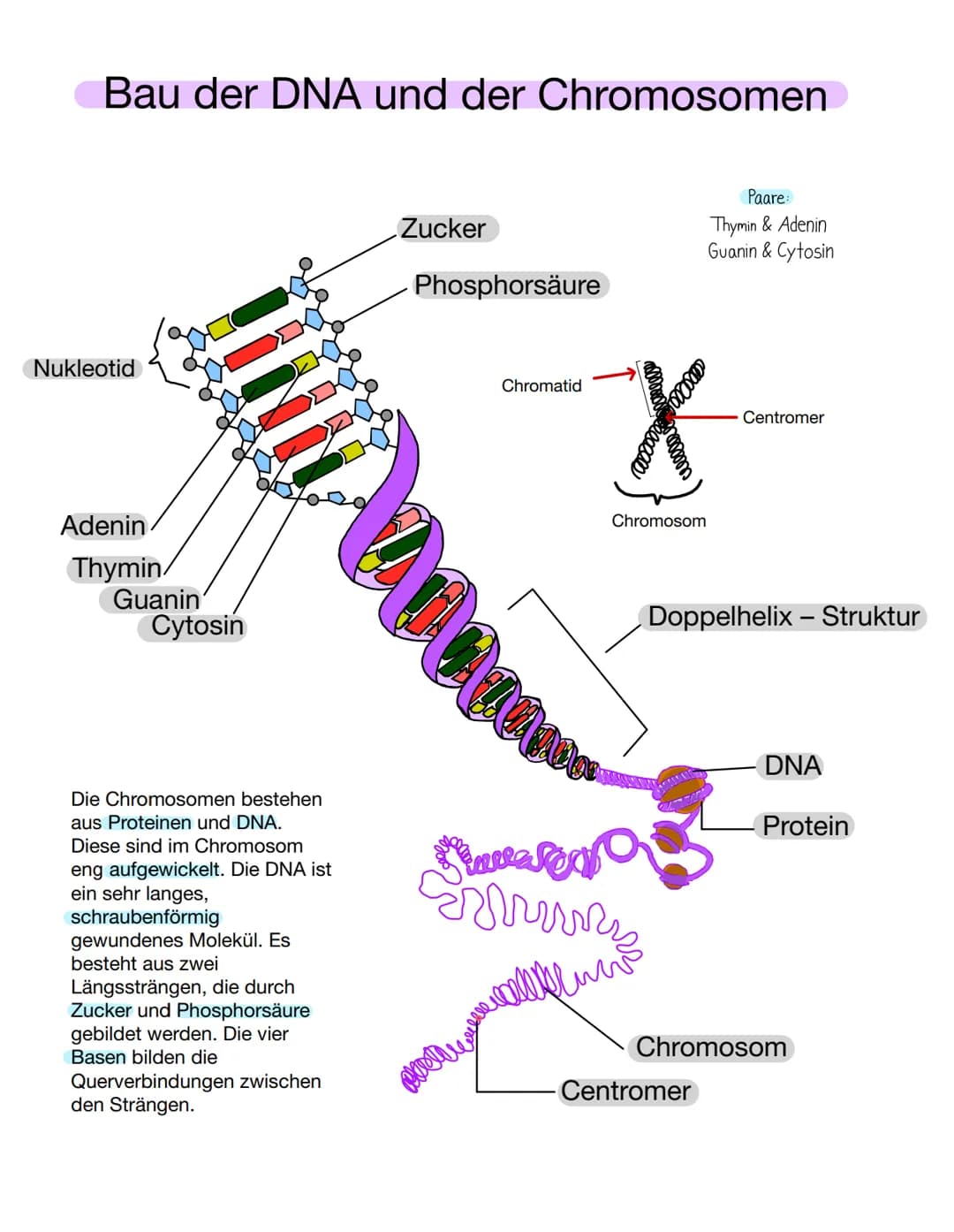 # Bau der DNA und der Chromosomen

Nukleotid

Adenin
Thymin
Guanin
Cytosin

Zucker

Phosphorsäure

Paare:
Thymin & Adenin
Guanin & Cytosin

