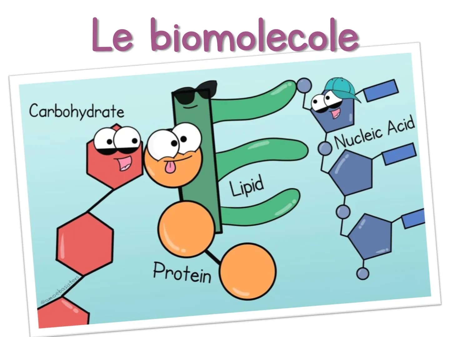 # Le biomolecole

Carbohydrate

Lipid

Protein

Nucleic Acid

@amoebasisters Una biomolecola è un composto chimico che riveste un
ruolo impo