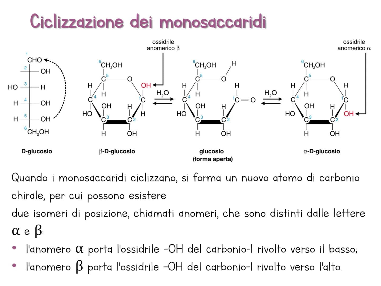 # Le biomolecole

Carbohydrate

Lipid

Protein

Nucleic Acid

@amoebasisters Una biomolecola è un composto chimico che riveste un
ruolo impo