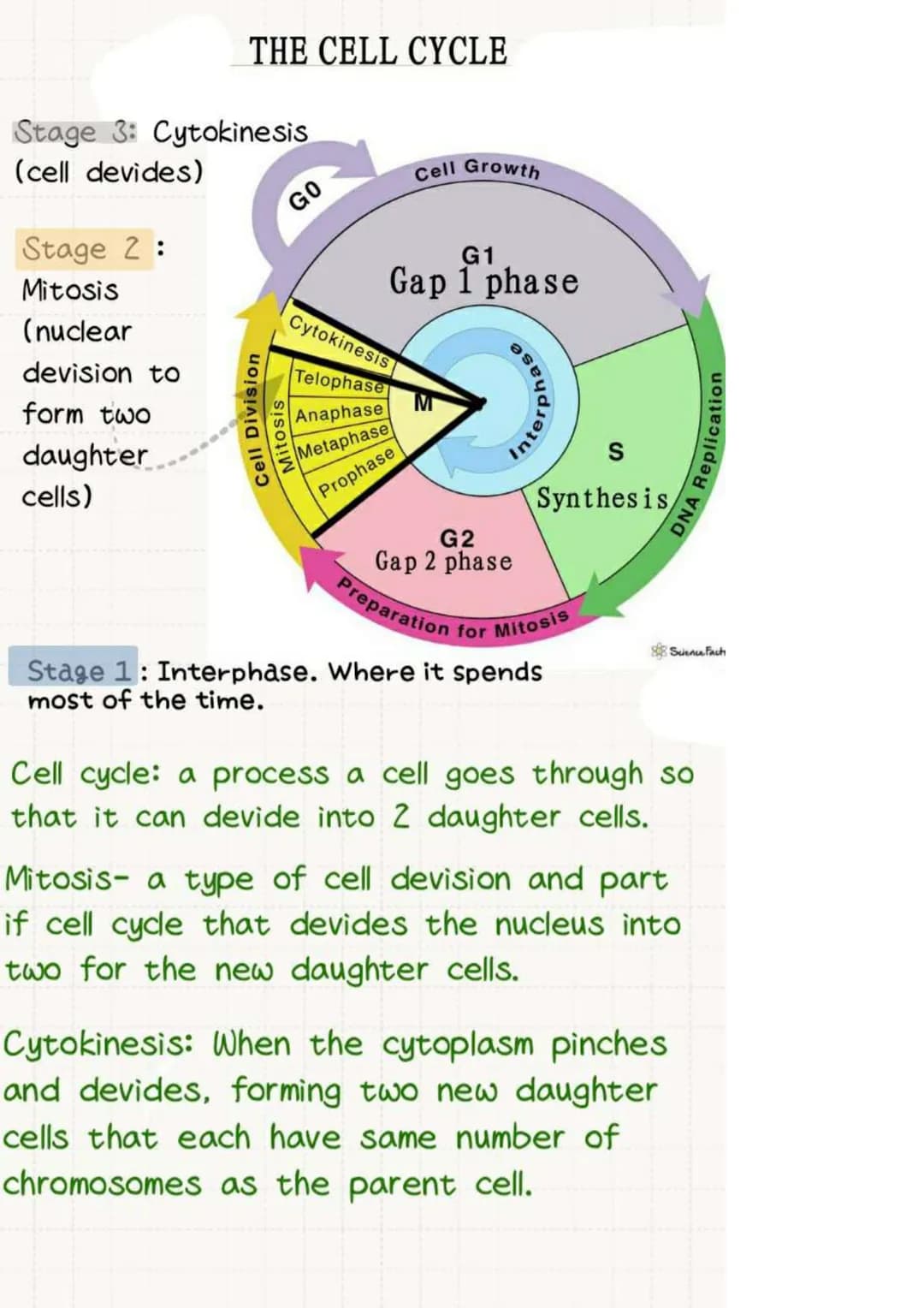 # THE CELL CYCLE
Stage 3: Cytokinesis
(cell devides)
Cell Growth
G1
Stage 2:
Mitosis
(nuclear
devision to
form two
daughter
cells)
Cell Divi