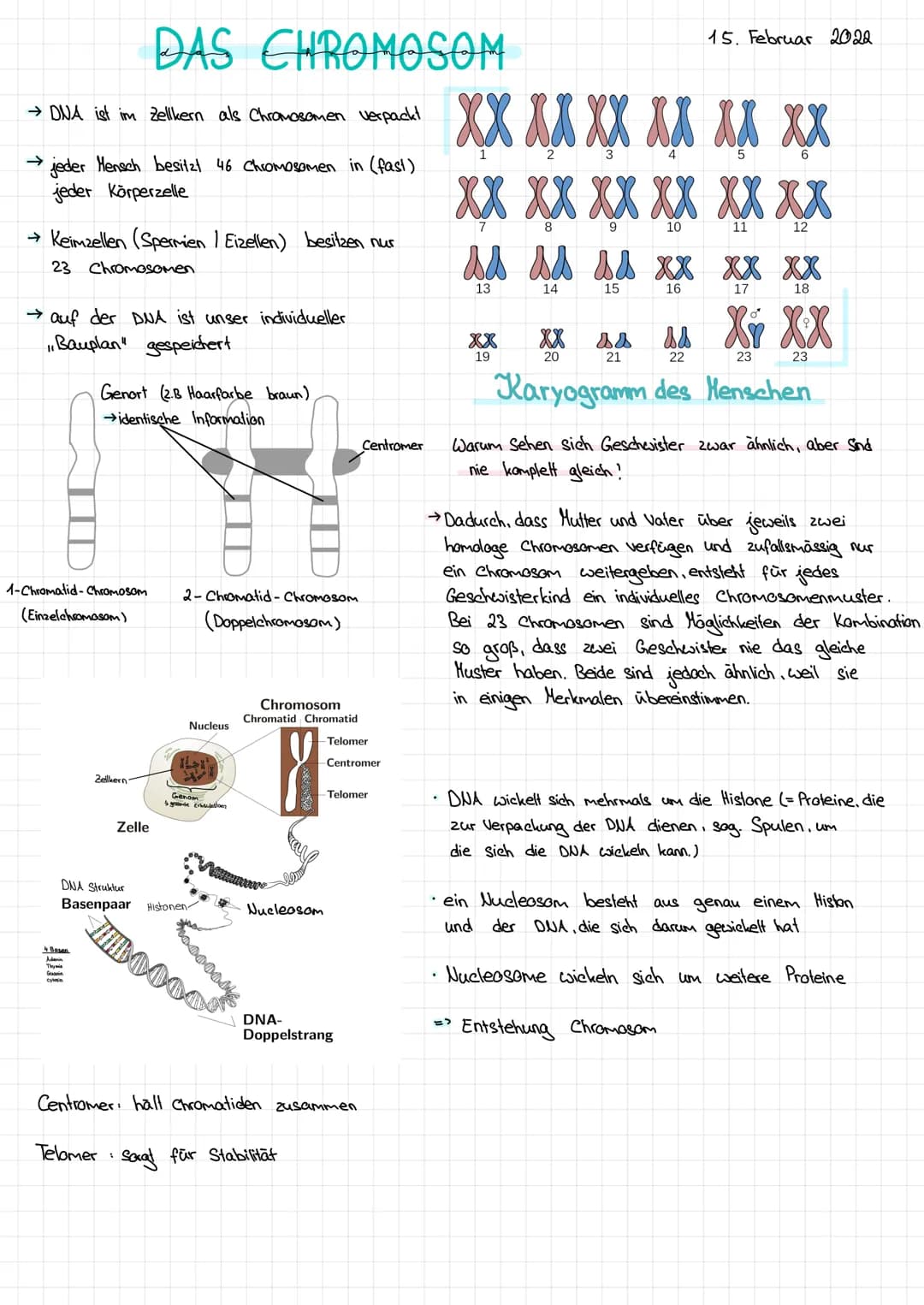 # DAS CHROMOSOM

→DNA ist im Zellkern als Chromosomen verpackt

→ jeder Mensch besitzt 46 Chromosomen in (fast)
jeder Körperzelle

15. Febru