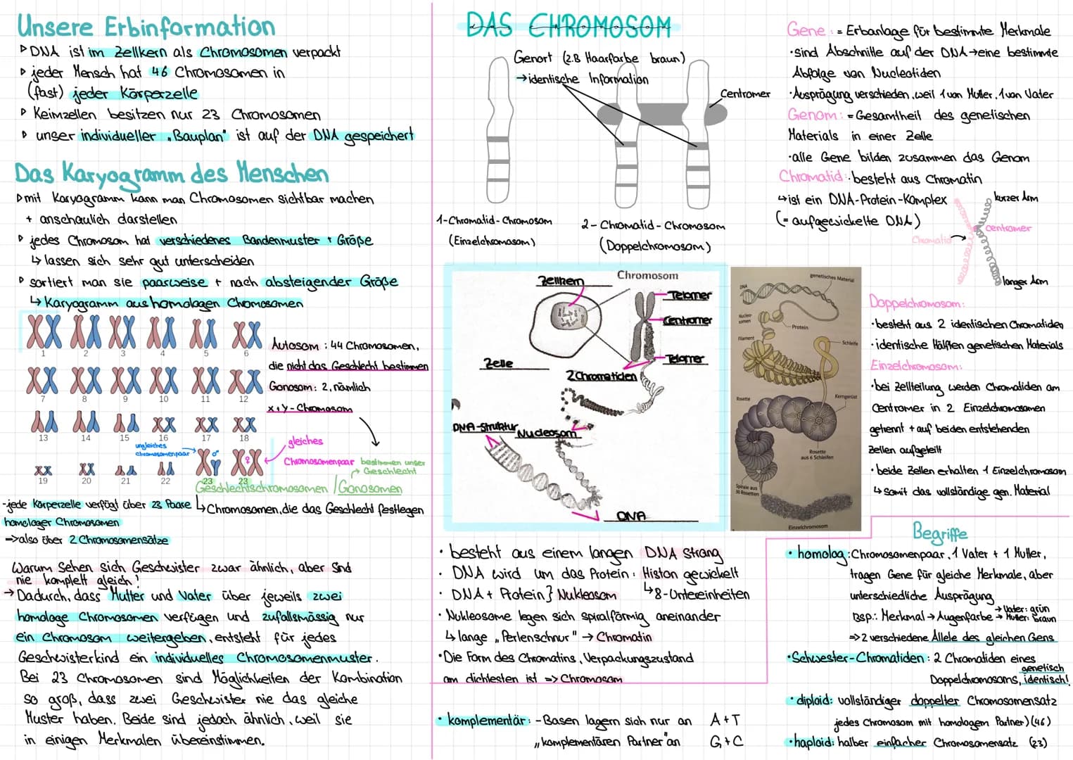 # DAS CHROMOSOM

→DNA ist im Zellkern als Chromosomen verpackt

→ jeder Mensch besitzt 46 Chromosomen in (fast)
jeder Körperzelle

15. Febru