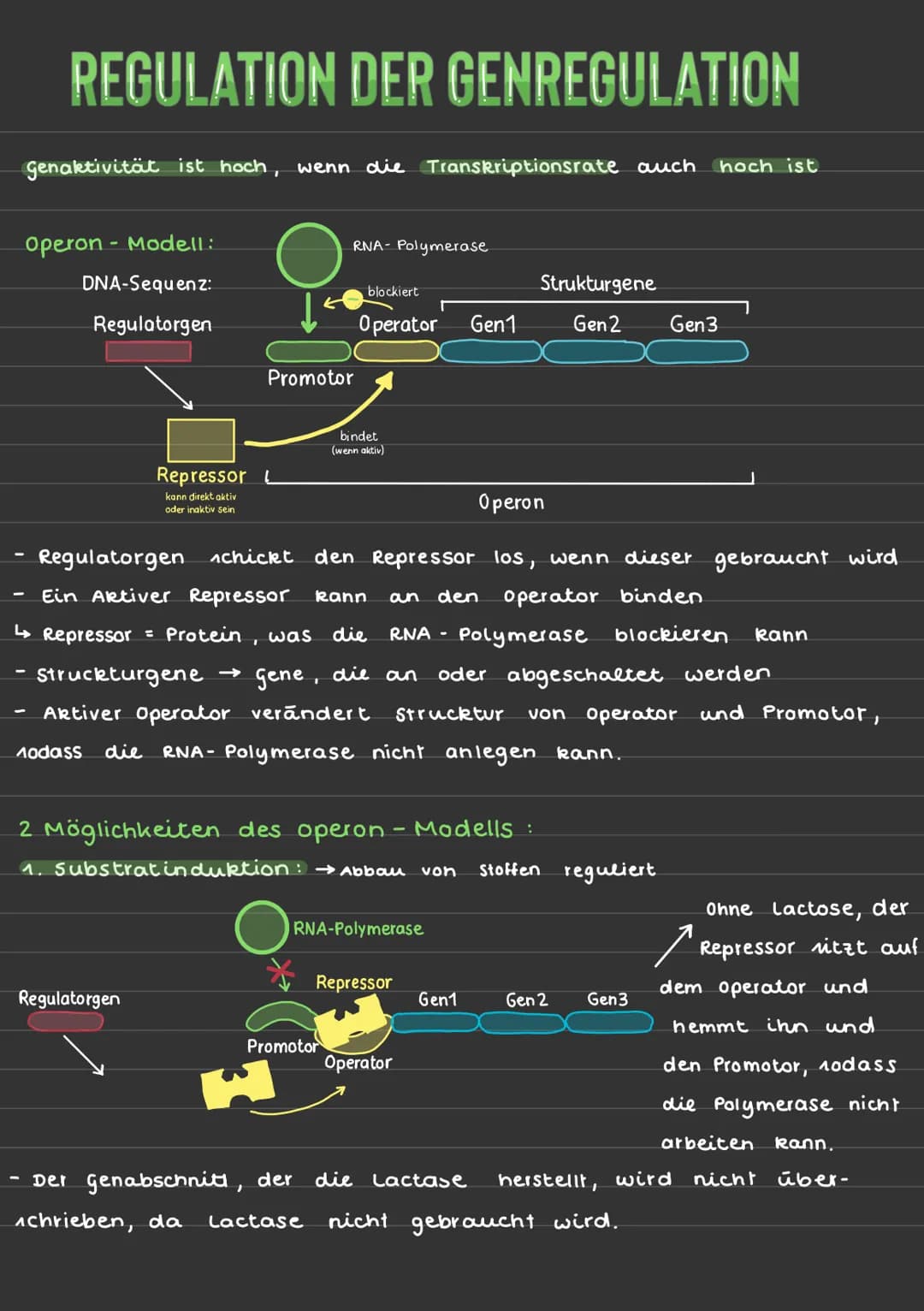 # REGULATION DER GENREGULATION

Genaktivität ist hoch, wenn die Transkriptionsrate auch hoch ist

Operon Modell:

DNA-Sequenz:

Regulatorgen