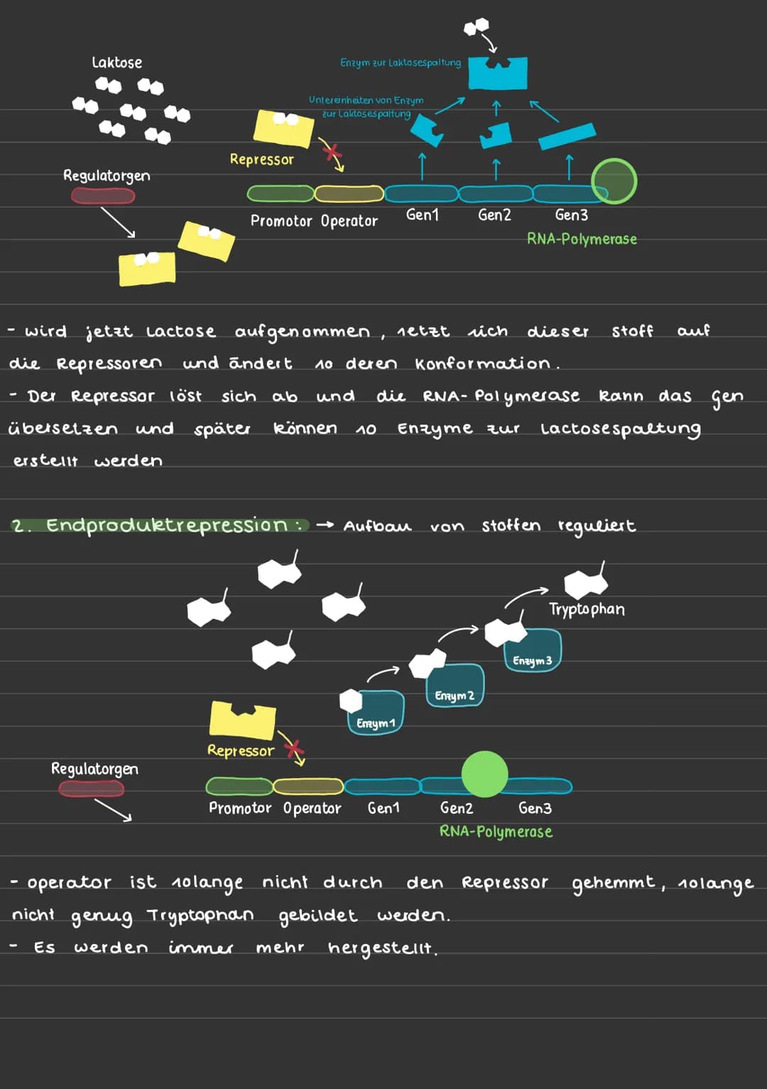 # REGULATION DER GENREGULATION

Genaktivität ist hoch, wenn die Transkriptionsrate auch hoch ist

Operon Modell:

DNA-Sequenz:

Regulatorgen