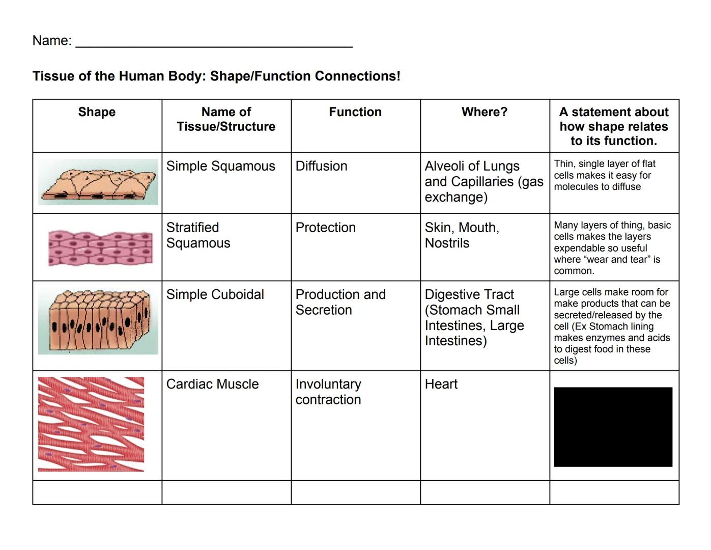 Name:

Tissue of the Human Body: Shape/Function Connections!

| Shape | Name of Tissue/Structure | Function | Where? | A statement about how