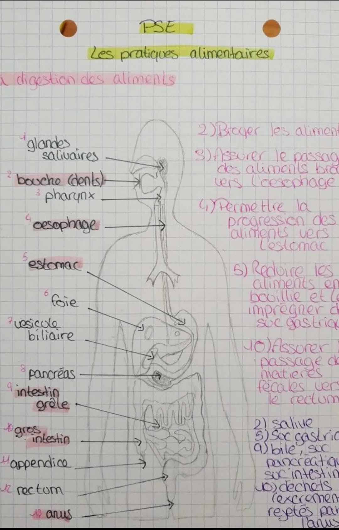 PSE

Les pratiques alimentaires

a digestion des aliments

glandes
salivaires

2 bouche (dents)-
3 pharynx

oesophage

Pestomac

6
foie

ves