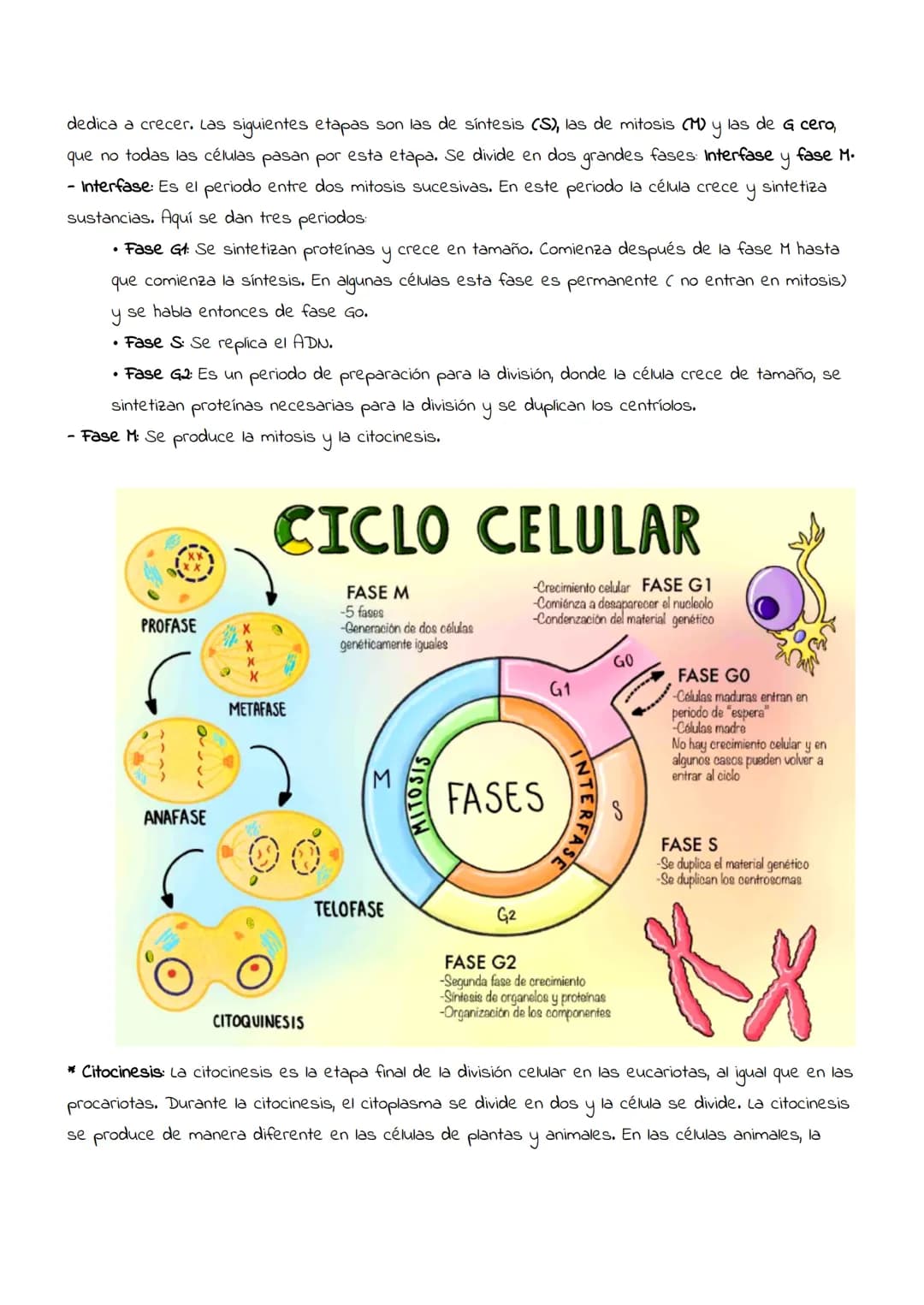 # Reproducción

celular:

Mitosis

y

meiosis # Reproducción celular

Es el proceso por el que una célula (llamada célula madre) da lugar a 