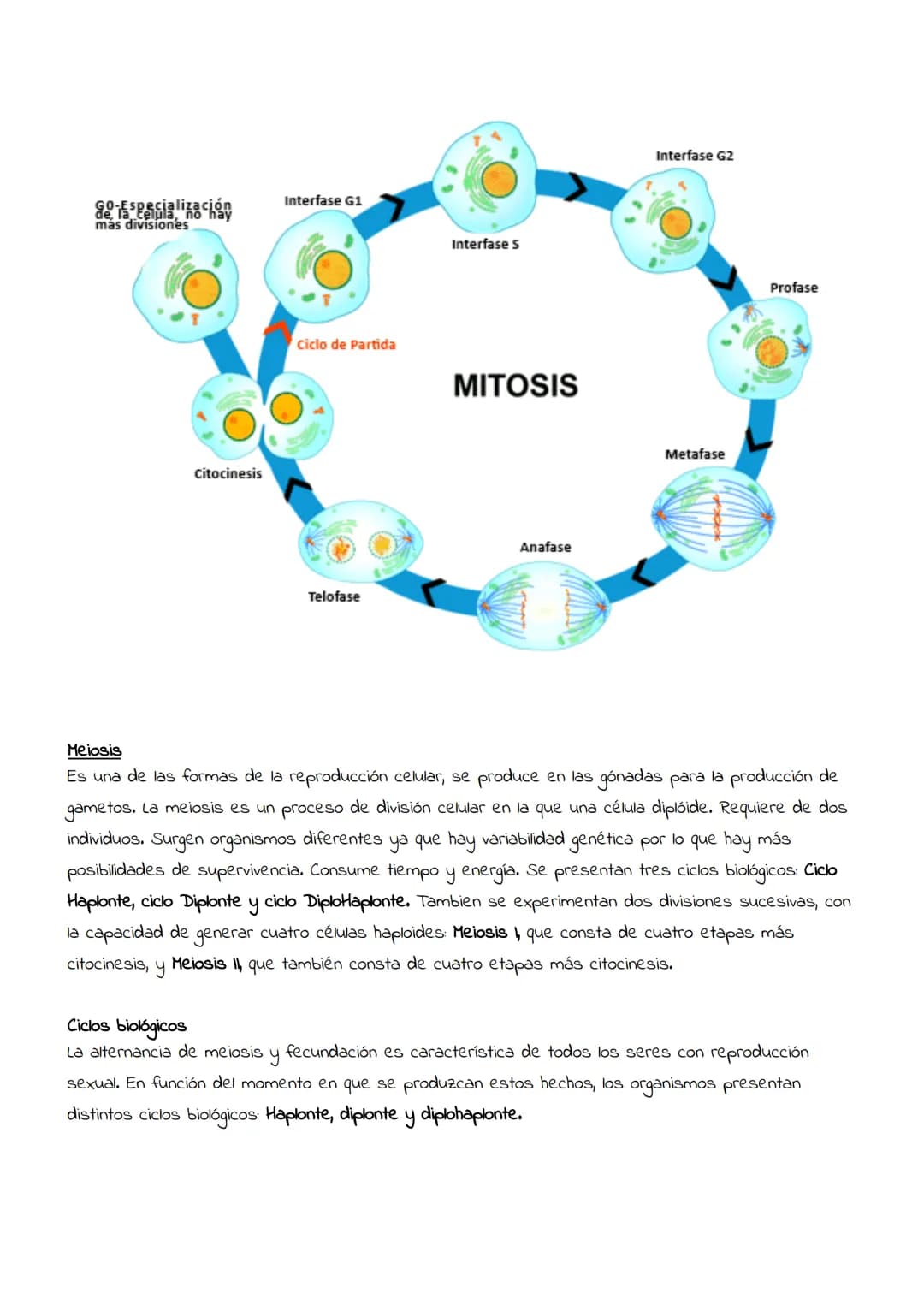 # Reproducción

celular:

Mitosis

y

meiosis # Reproducción celular

Es el proceso por el que una célula (llamada célula madre) da lugar a 