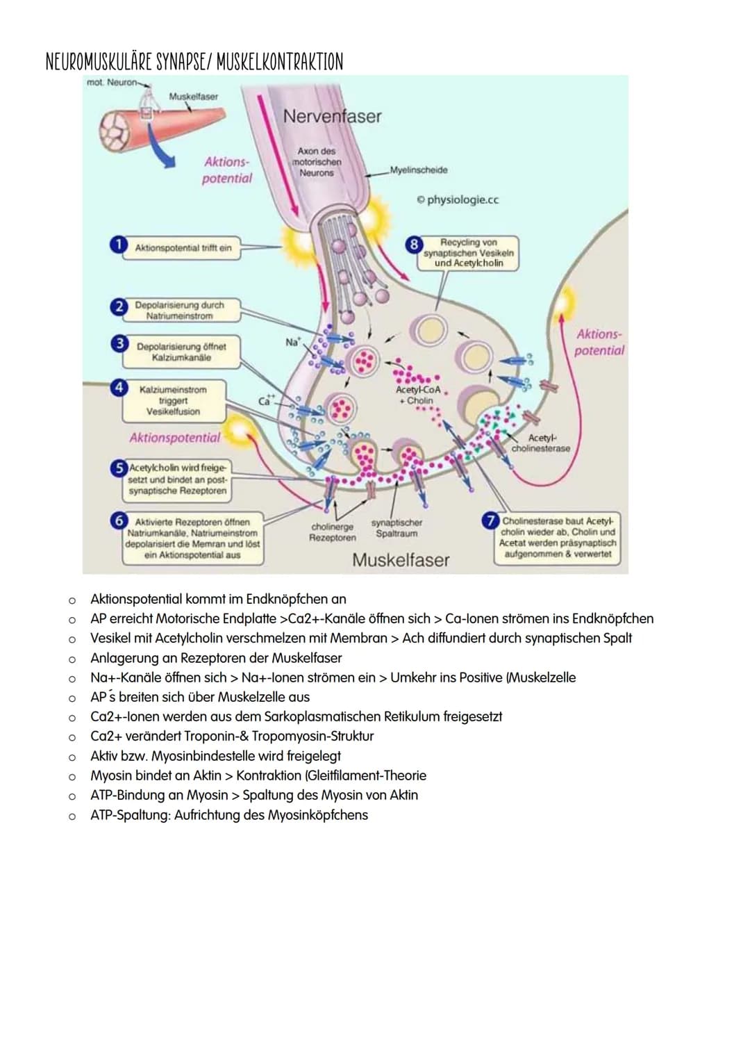 NEUROBIOLOGIE # NEUROBIOLOGIE

Verhalten: Reiz-Reaktions-Schema

Reiz >>>>>>>>>>>>>>>>>>>>>>>>> ZNS >>>>>>>>>>>>>>>>>>>>>>>>>>> Reaktion

Pe