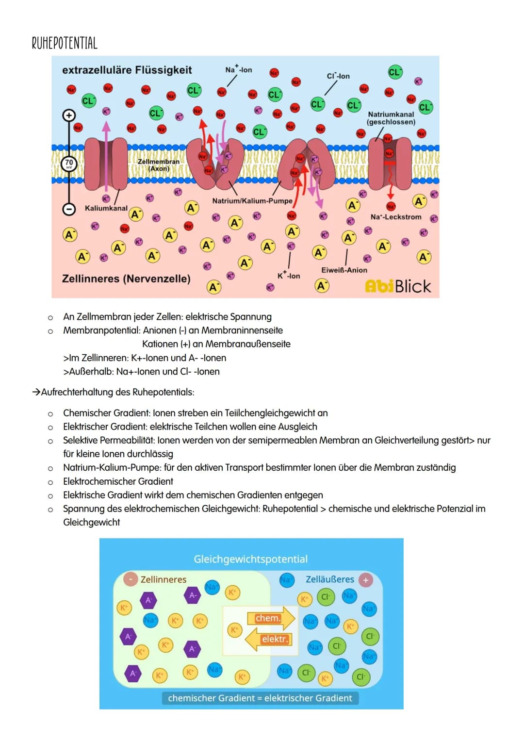 NEUROBIOLOGIE # NEUROBIOLOGIE

Verhalten: Reiz-Reaktions-Schema

Reiz >>>>>>>>>>>>>>>>>>>>>>>>> ZNS >>>>>>>>>>>>>>>>>>>>>>>>>>> Reaktion

Pe