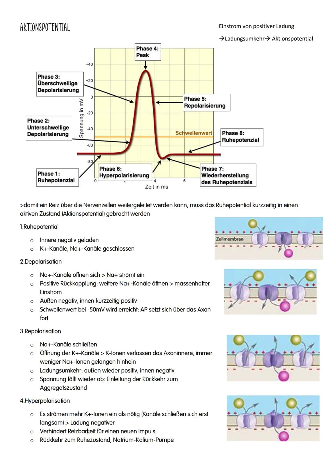 NEUROBIOLOGIE # NEUROBIOLOGIE

Verhalten: Reiz-Reaktions-Schema

Reiz >>>>>>>>>>>>>>>>>>>>>>>>> ZNS >>>>>>>>>>>>>>>>>>>>>>>>>>> Reaktion

Pe