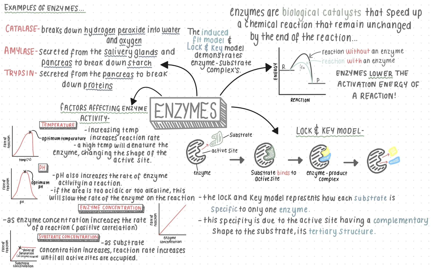 EXAMPLES OF ENZYMES.

CATALASE-breaks down hydrogen peroxide into water
and oxygen

AMYLASE-secreted from the salivery glands and
pancreas t