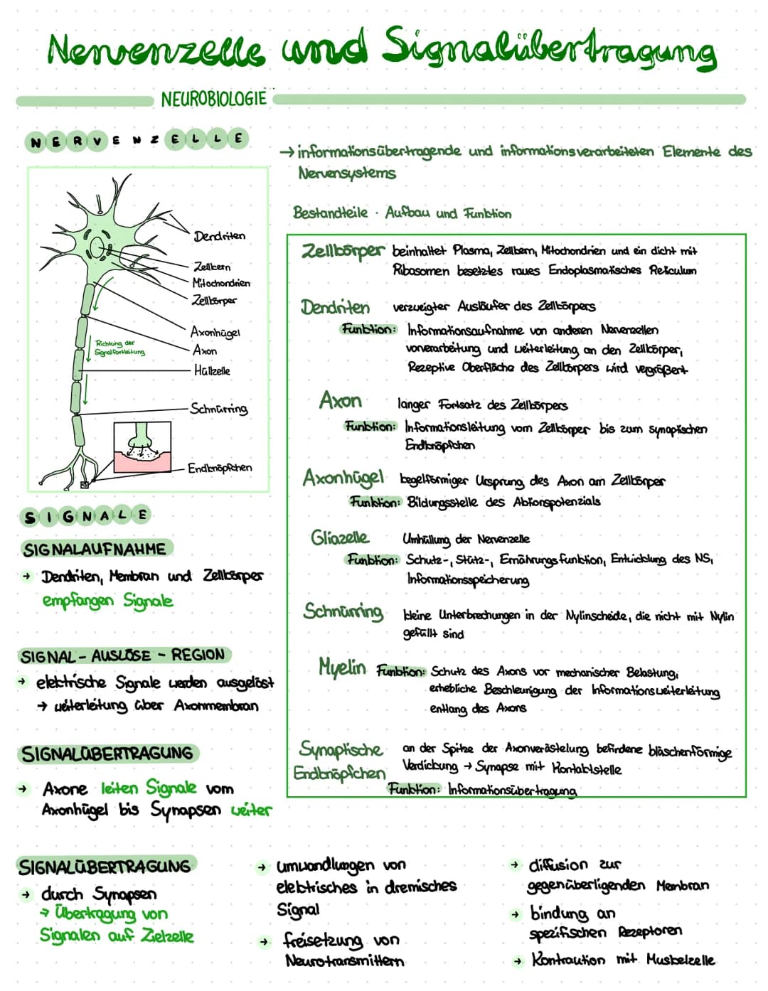 # Nervenzelle und Signalübertragung

NEUROBIOLOGIE

NE
ZE
E

Dendriten

→ informationsübertragende und informations verarbeiteten Elemente d