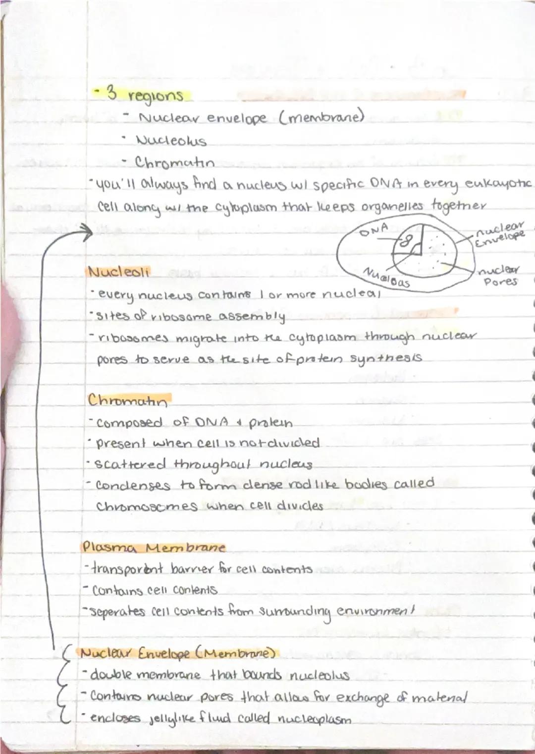 9/11

Ch 3-Cells + Tissues
Four Concepts of the Cell theory
1) A cell is the basic structural functional unit of living.
organisms.
2) Activ