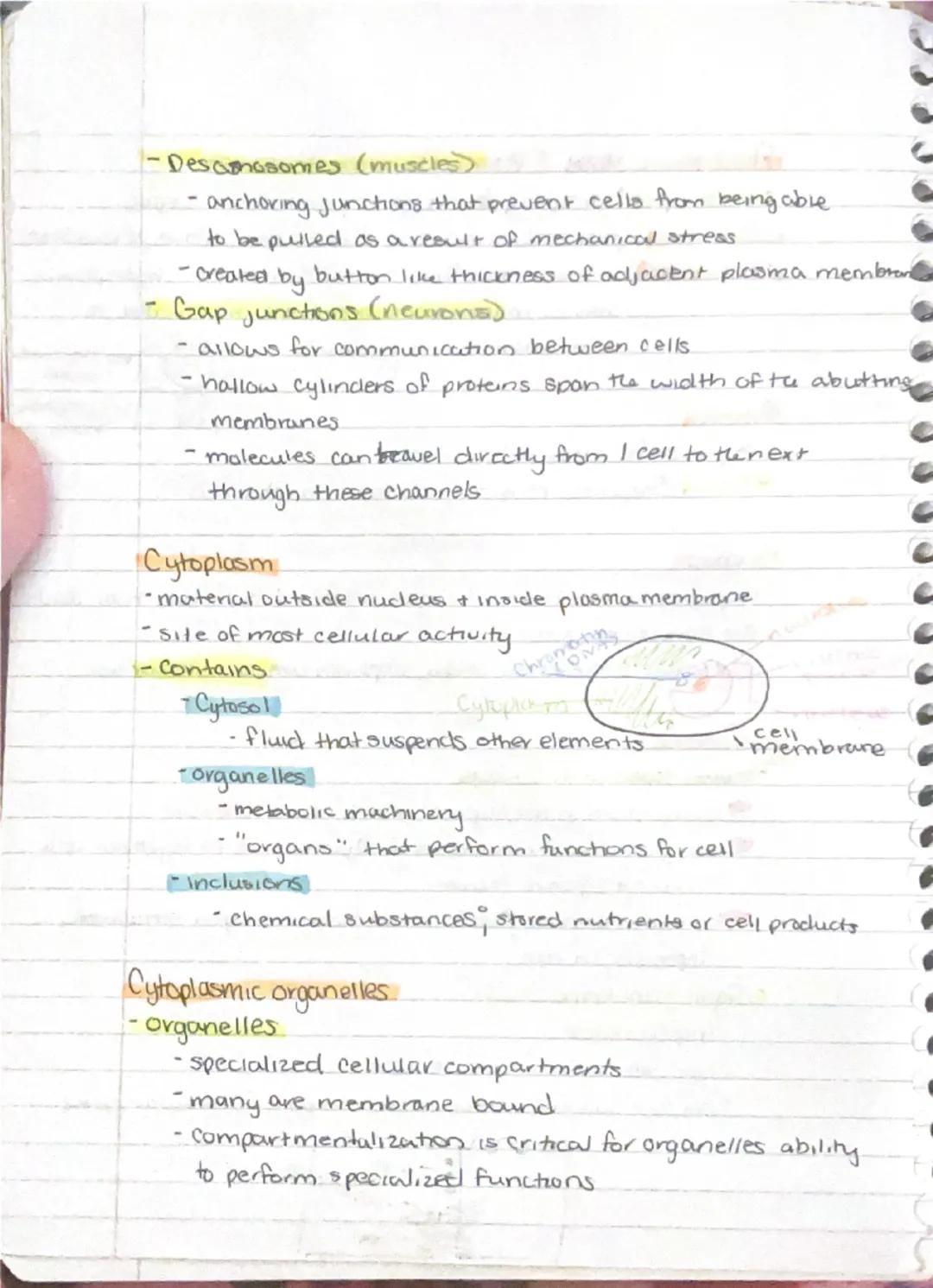 9/11

Ch 3-Cells + Tissues
Four Concepts of the Cell theory
1) A cell is the basic structural functional unit of living.
organisms.
2) Activ