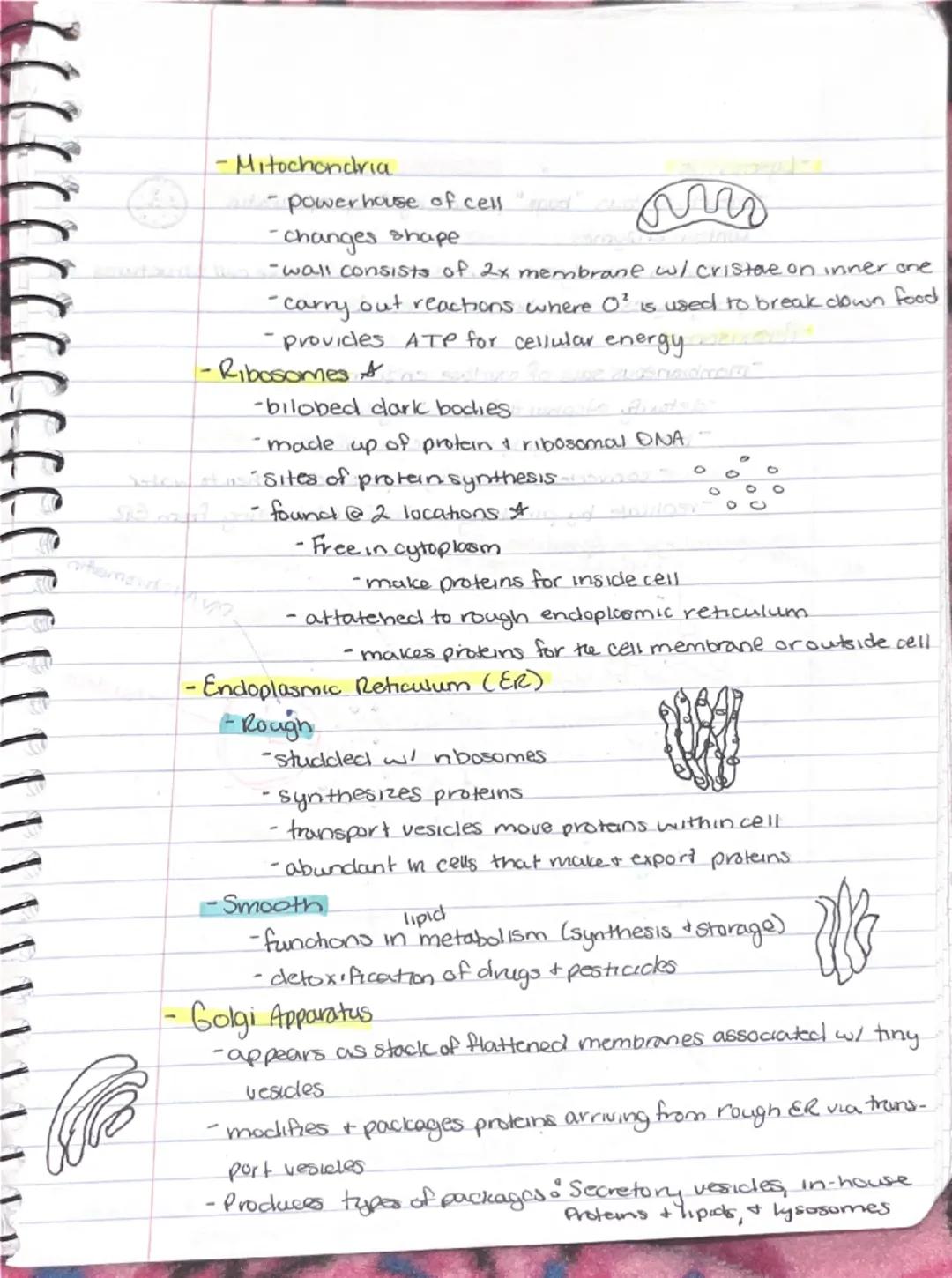 9/11

Ch 3-Cells + Tissues
Four Concepts of the Cell theory
1) A cell is the basic structural functional unit of living.
organisms.
2) Activ