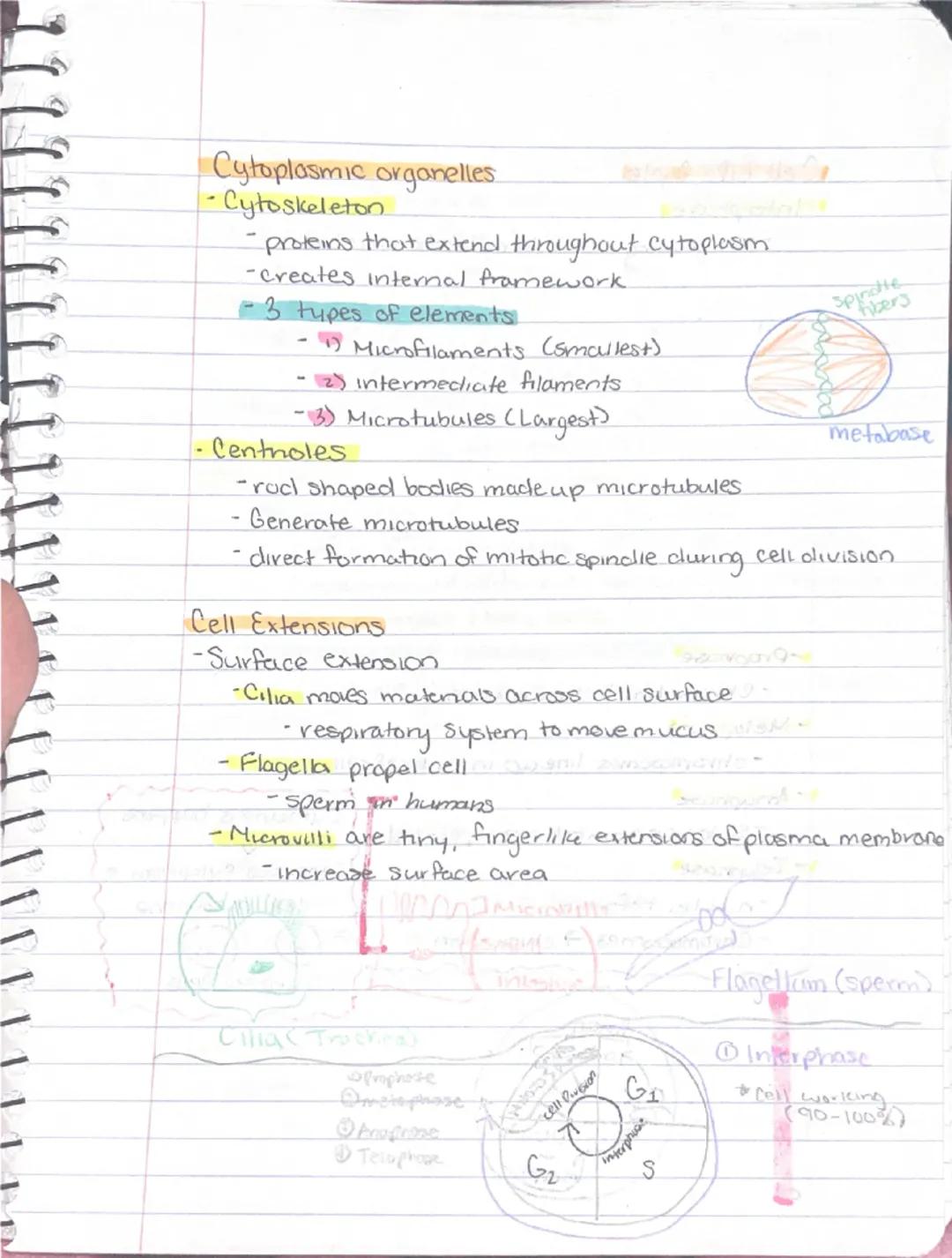 9/11

Ch 3-Cells + Tissues
Four Concepts of the Cell theory
1) A cell is the basic structural functional unit of living.
organisms.
2) Activ