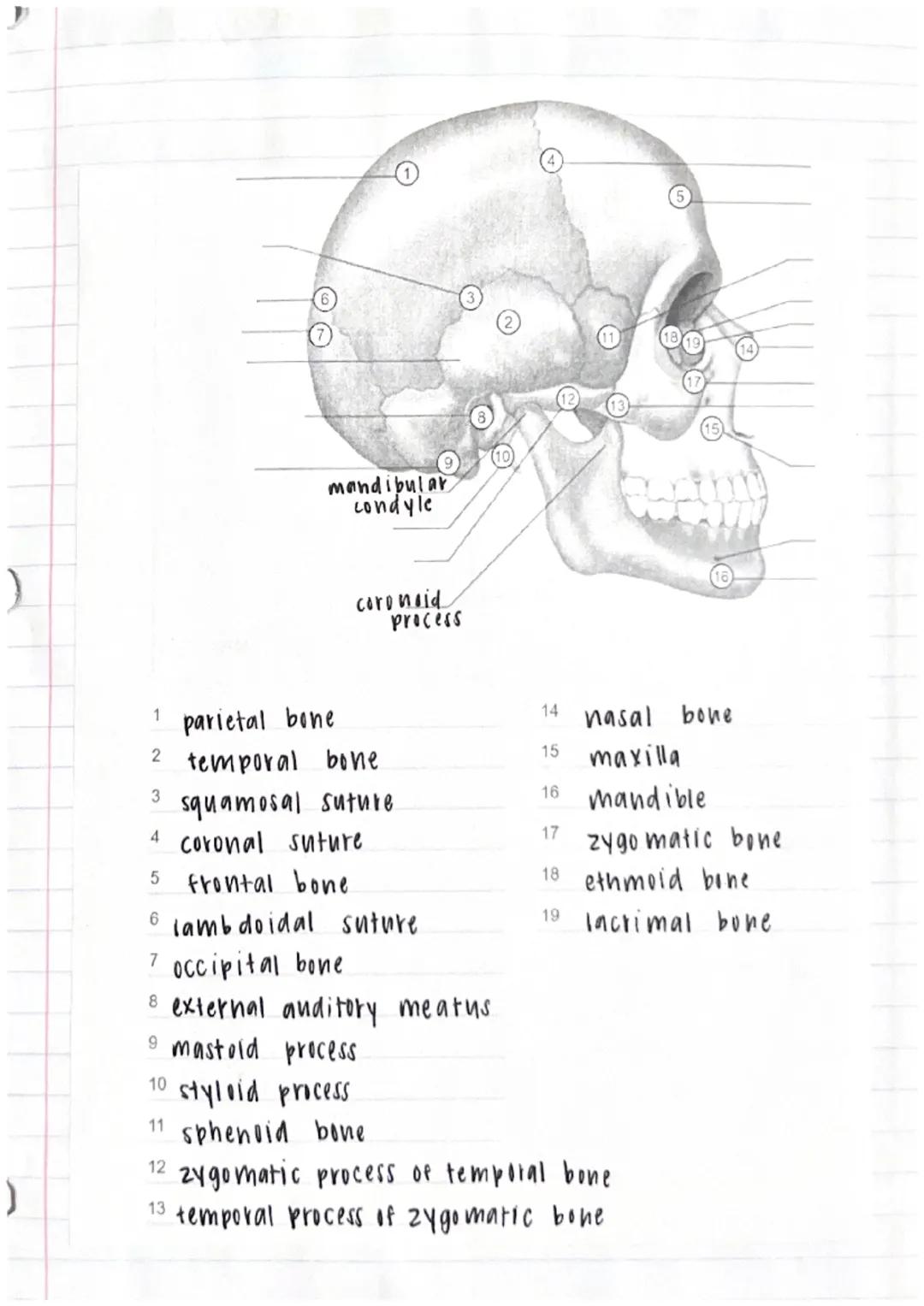 ) 
⑦
mandibular
condyle
coronoid
process
12
1 parietal bone
14 nasal bone
2 temporal bone
15 maxilla
3 squamosal suture
16 mandible
4 corona