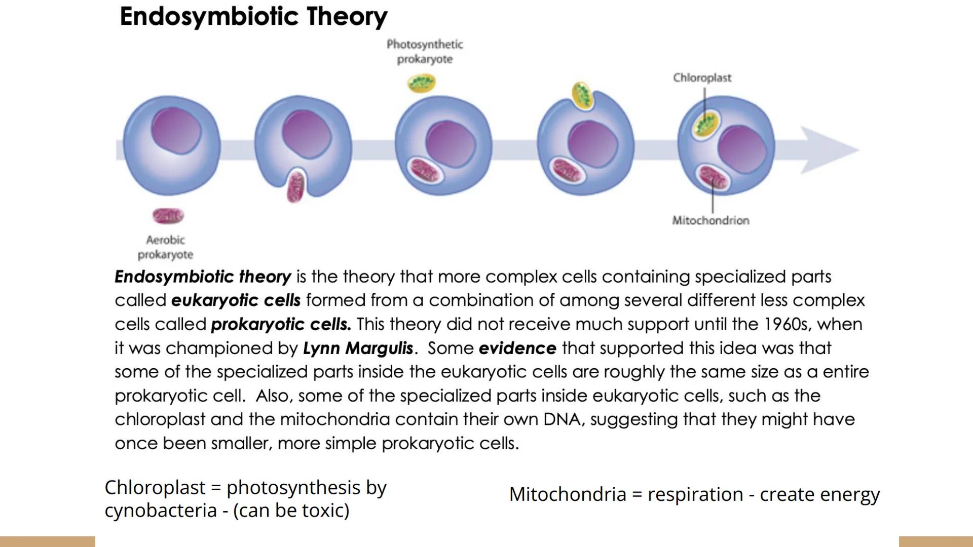Origins of Life

Unit 2 Day 4 # Review Theories

| Origin of Life Theory | Definition - Fill in the blanks below using the reading | Scienti