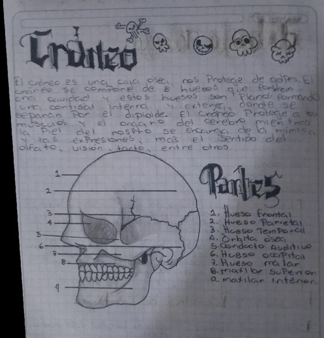 جمعہ

El craneo es una cajki iseci nos Protege de gapes. El
cranee se compone de & hueres que
enca cavidad y estos huesos son & Plans
Lura c