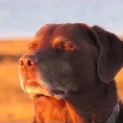 user profile picture