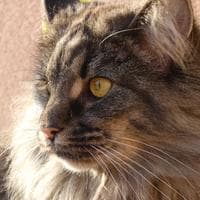 user profile picture
