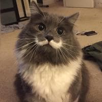 user profile picture