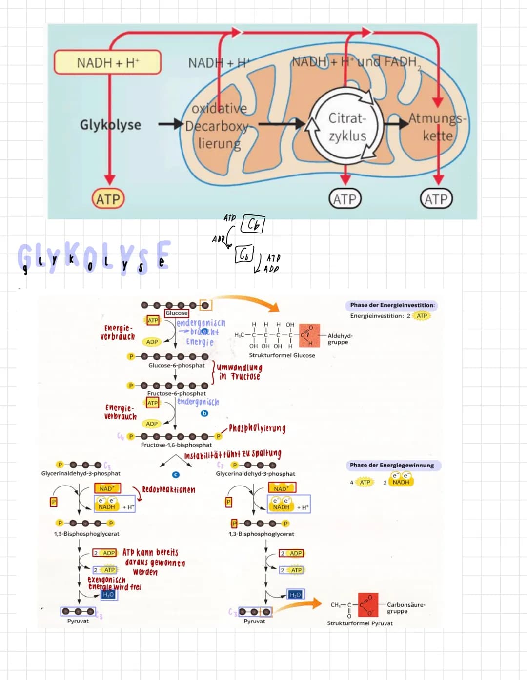 # mitochondrien
AUFBAU
Doppelmembran
(Phospholipidschift)
Innenmembran
Matrix
Cristae
(Einstulpungen
der Membran
Intermembranraum
VOR