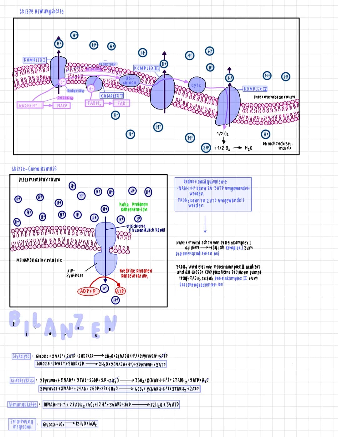 # mitochondrien
AUFBAU
Doppelmembran
(Phospholipidschift)
Innenmembran
Matrix
Cristae
(Einstulpungen
der Membran
Intermembranraum
VOR
