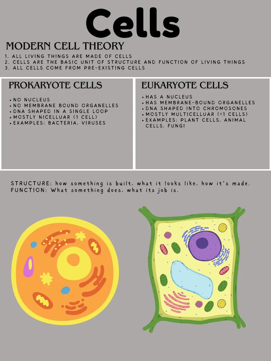# Cells
MODERN CELL THEORY
1. ALL LIVING THINGS ARE MADE OF CELLS
2. CELLS ARE THE BASIC UNIT OF STRUCTURE AND FUNCTION OF LIVING THINGS
3