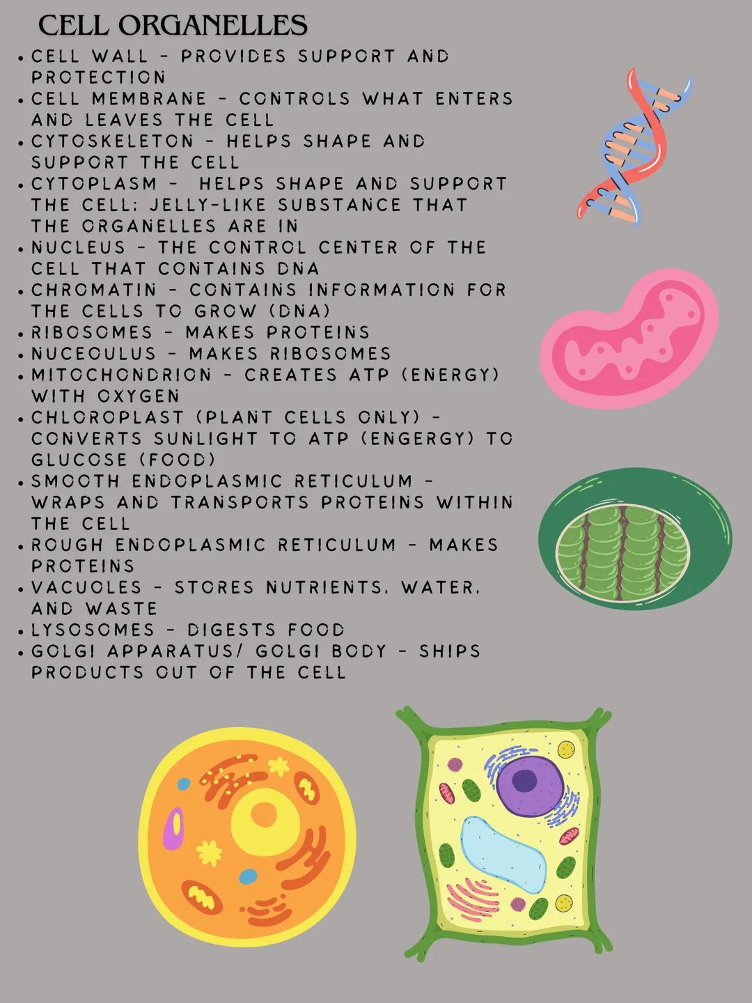 # Cells
MODERN CELL THEORY
1. ALL LIVING THINGS ARE MADE OF CELLS
2. CELLS ARE THE BASIC UNIT OF STRUCTURE AND FUNCTION OF LIVING THINGS
3