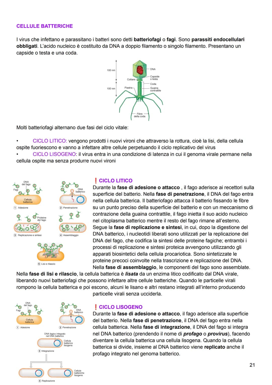 # I virus
I virus sono viventi molecolari con diverse forme e diametro piccolo (100-200 nm). Sono piccoli agenti
infettivi che invadono le