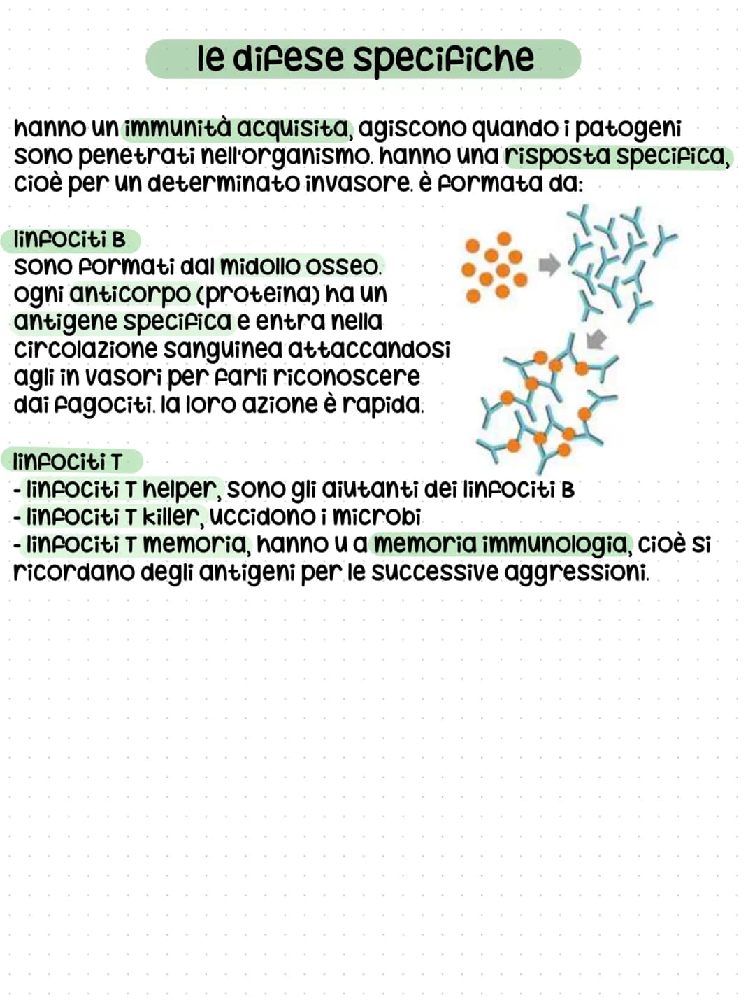 # il sistema linfatico
## funzioni
- assorbimento dei lipidi con i villi intestinali
- scambio di sostanze tra cellule e sangue
- trasporto