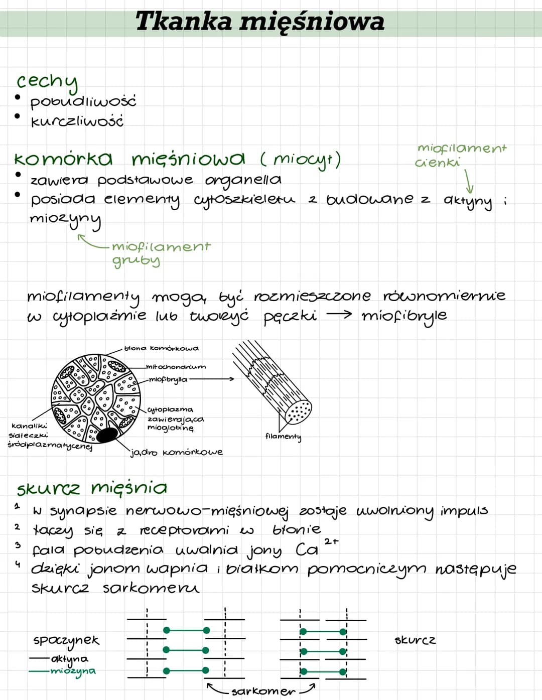 # Tkanka mięśniowa
cechy
- pobudliwość
- kurczliwość
komórka mięśniowa (miocyt)
- zawiera podstawowe organella
miofilament
cienki
- posiad