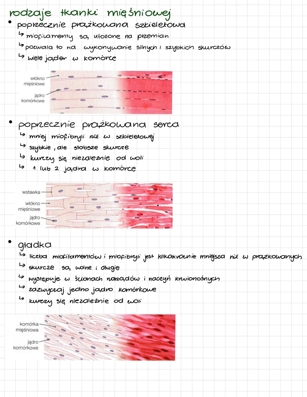 # Tkanka mięśniowa
cechy
- pobudliwość
- kurczliwość
komórka mięśniowa (miocyt)
- zawiera podstawowe organella
miofilament
cienki
- posiad