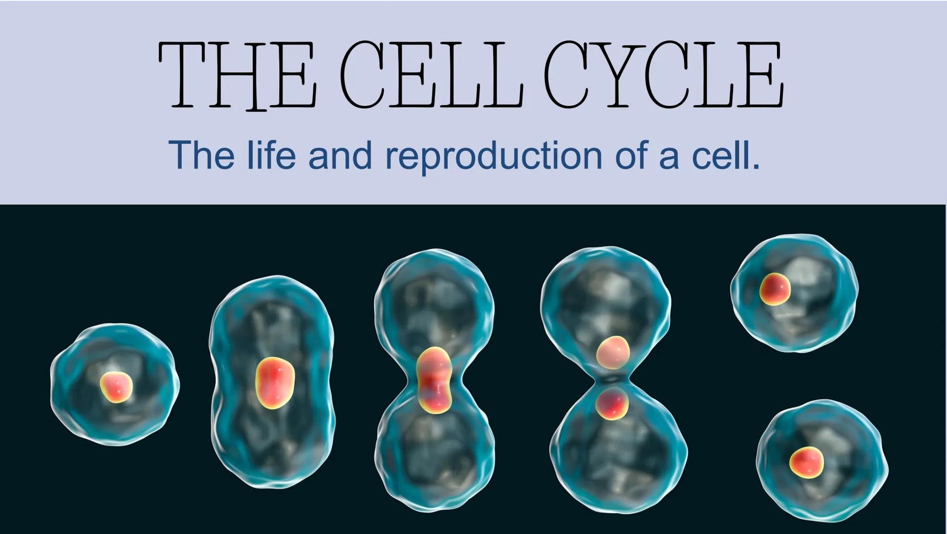 # THE CELL CYCLE
The life and reproduction of a cell. G
# Cell Theory
Theory that all living things
are made up of cells.
All cells come f
