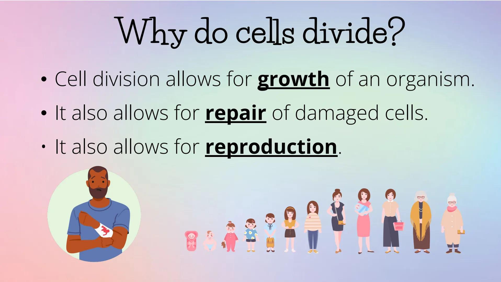 # THE CELL CYCLE
The life and reproduction of a cell. G
# Cell Theory
Theory that all living things
are made up of cells.
All cells come f