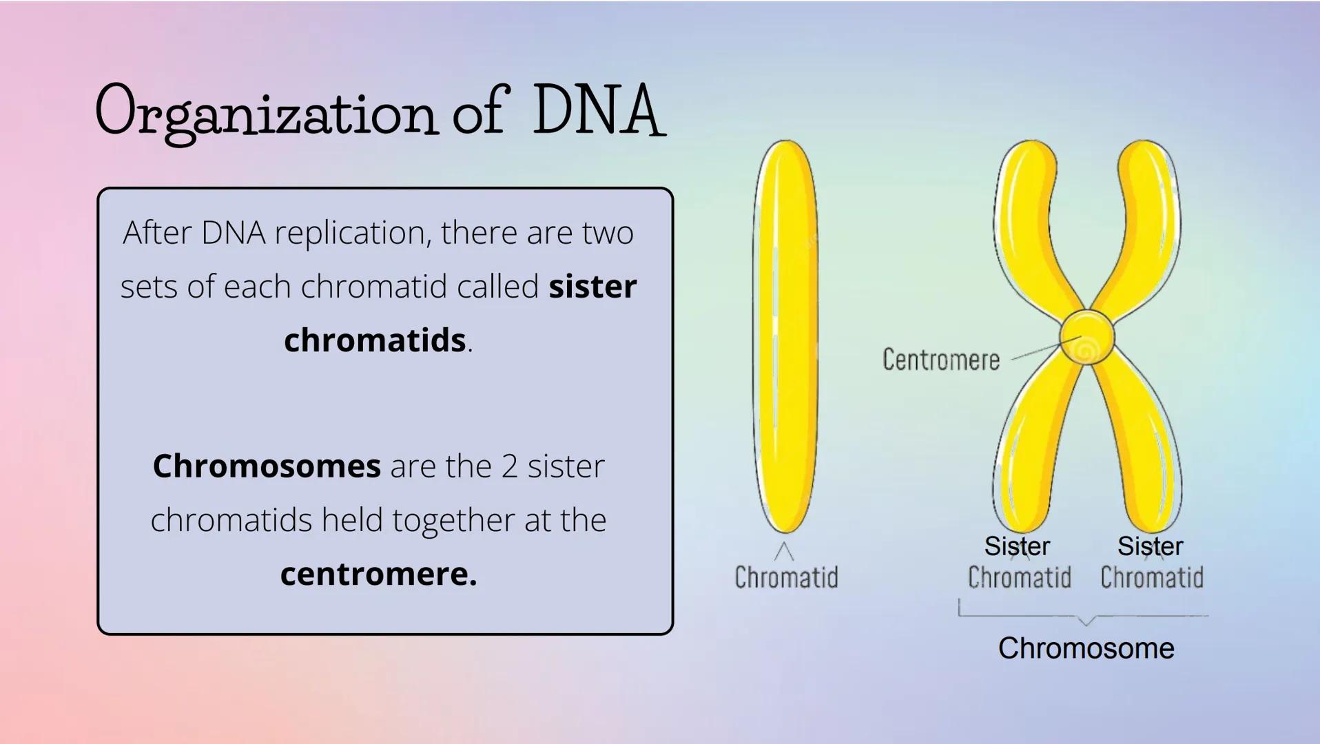 # THE CELL CYCLE
The life and reproduction of a cell. G
# Cell Theory
Theory that all living things
are made up of cells.
All cells come f