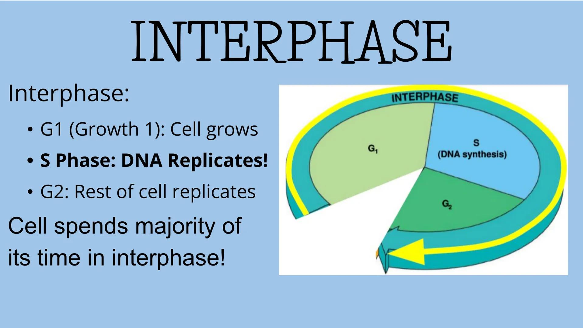 # THE CELL CYCLE
The life and reproduction of a cell. G
# Cell Theory
Theory that all living things
are made up of cells.
All cells come f