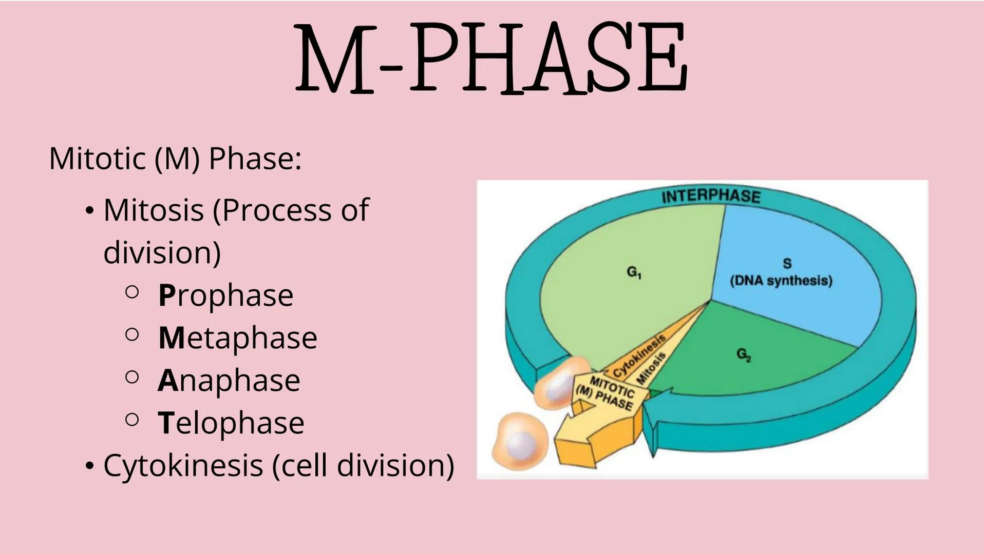 # THE CELL CYCLE
The life and reproduction of a cell. G
# Cell Theory
Theory that all living things
are made up of cells.
All cells come f