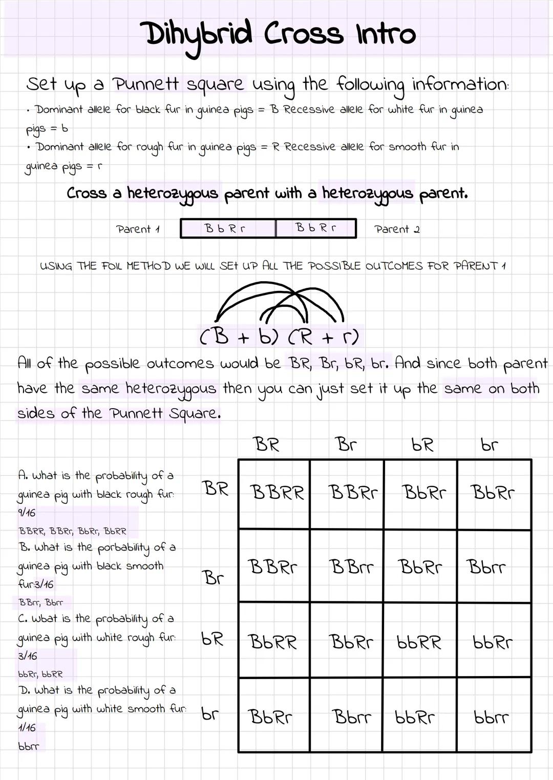 # Dihybrid Cross Intro
Set up a Punnett square using the following information:
- Dominant allele for black fur in guinea pigs = B Recessi