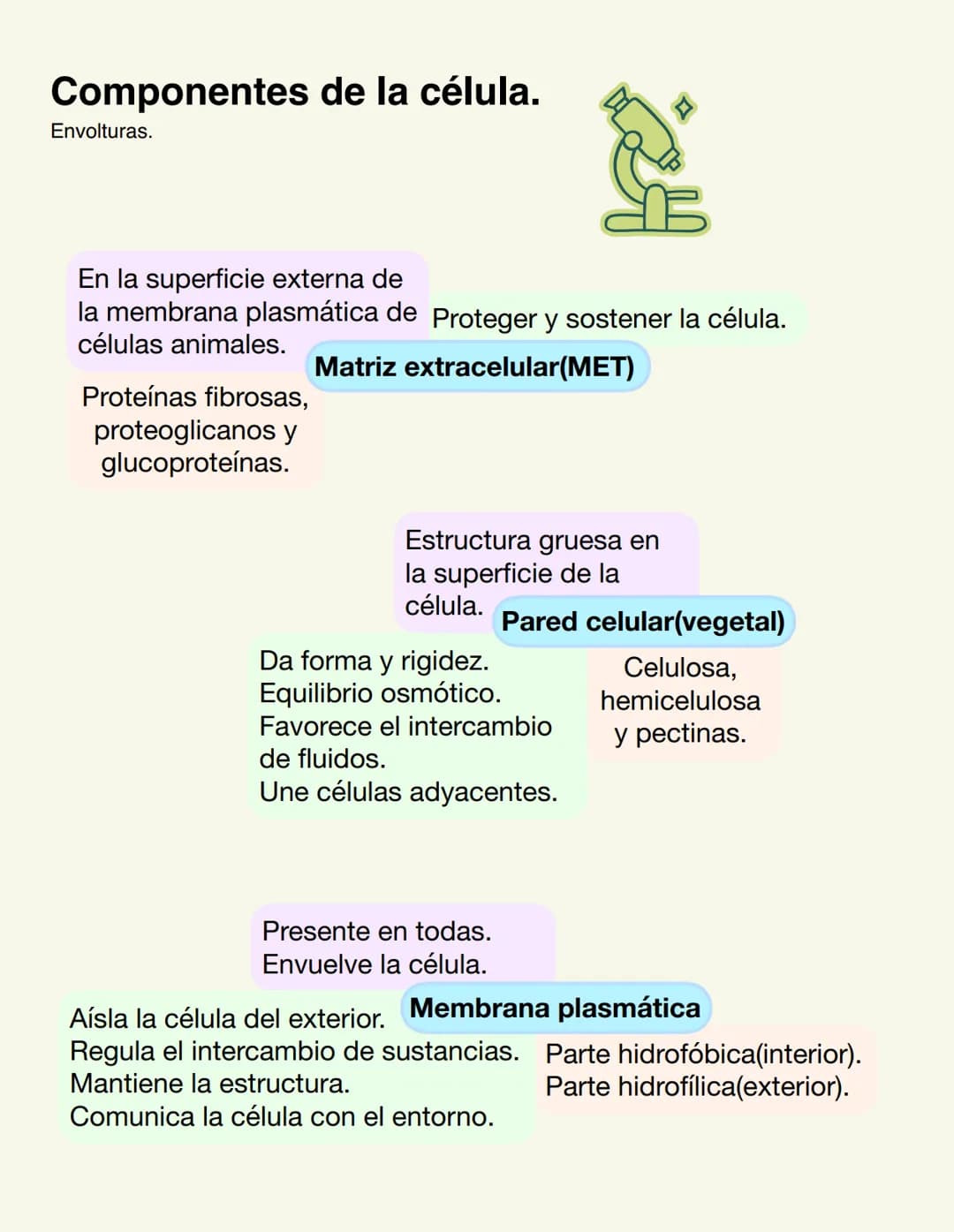 6. La célula. Modelos de organización celular.
Procariota
1-10 micras.
Membrana celular.
Pared celular.
Organización sencilla.
ADN nucleoi