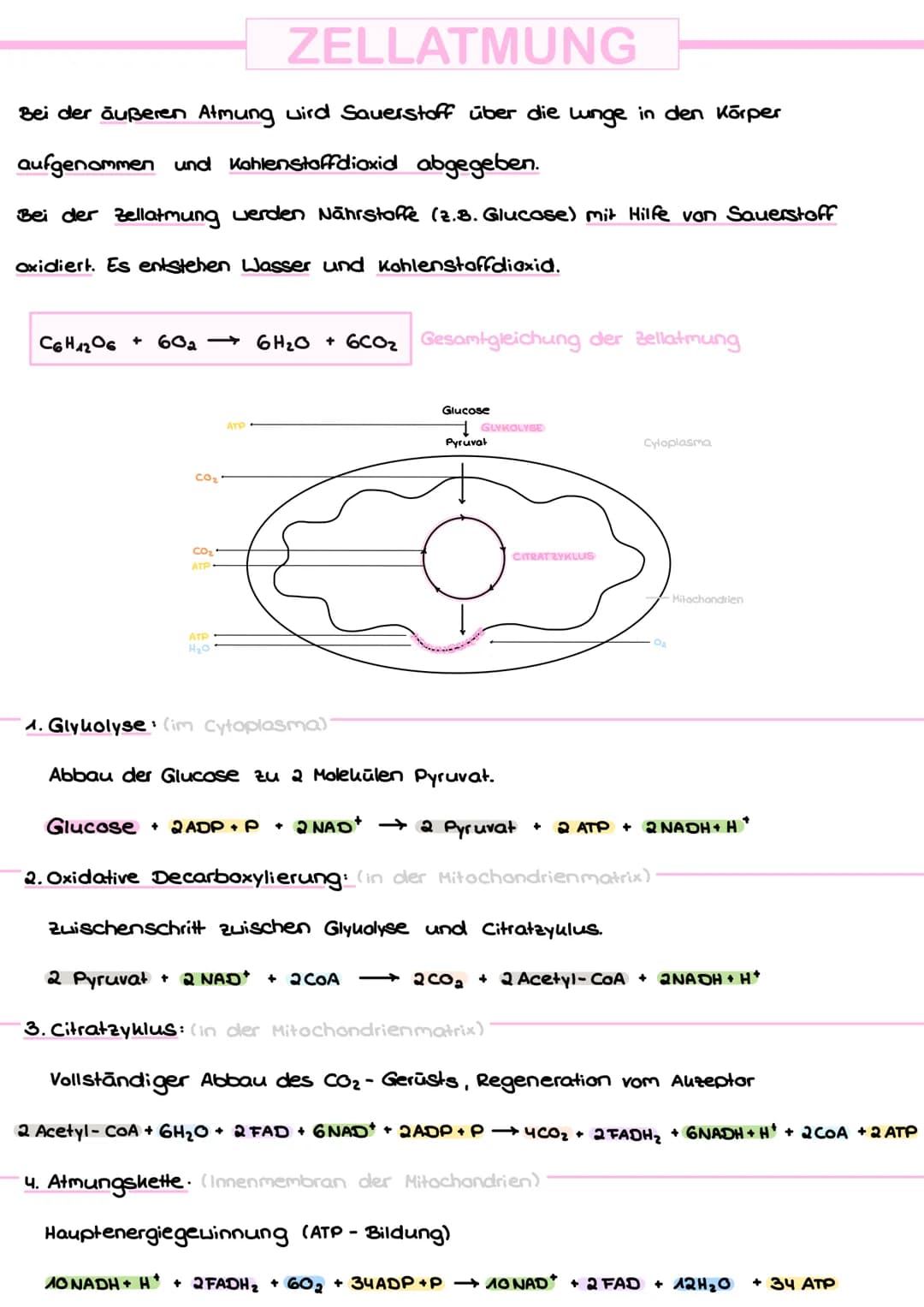 # Stoffwechsel # STOFFWECHSEL
DEFINITION
Unter Stoffwechsel versteht man alle chemischen Reaktionen, die im Körper ablaufen
und mit der Au