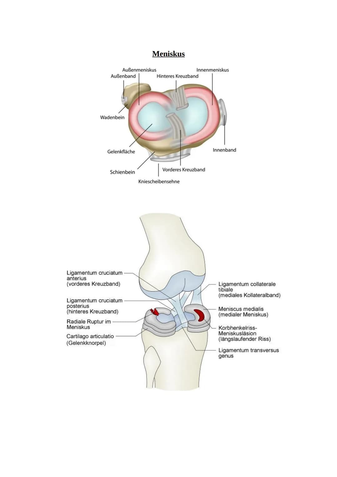 # Das Becken
Knochen und Gelenke
Knöchernes Becken = 2 Hüftbeine (os coxae) + Kreuzbein (os sacrum)
Darmbein (Os illium)
Darmbeingrube (Fo