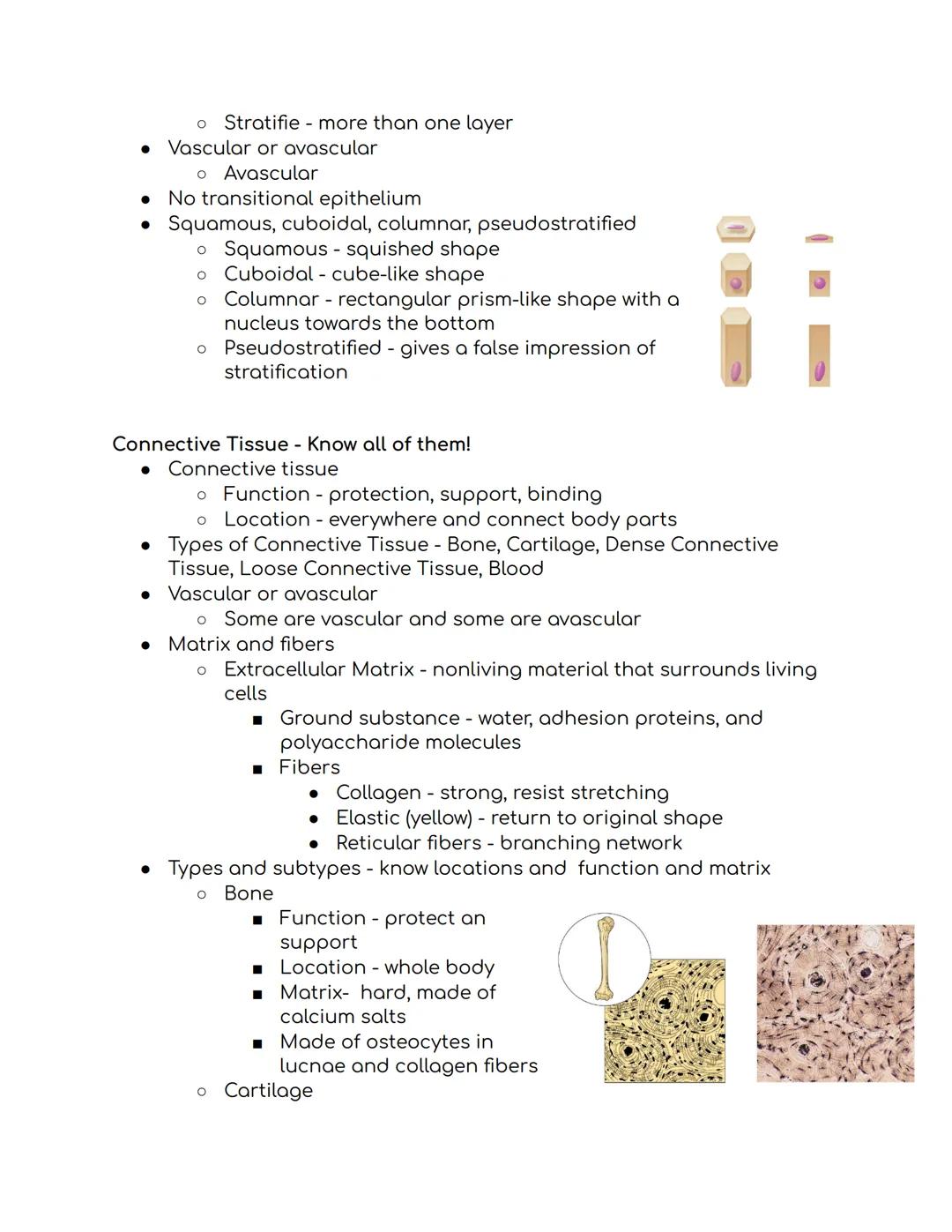 Tissues Study Guide Biomed 1:
Epithelial Tissue
* Places to find epithelial tissue
* Body coverings, body linings, glandular tissue