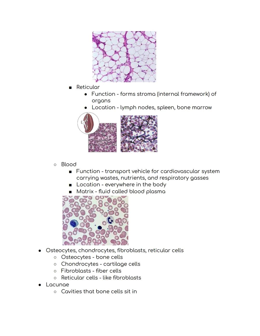 Tissues Study Guide Biomed 1:
Epithelial Tissue
* Places to find epithelial tissue
* Body coverings, body linings, glandular tissue