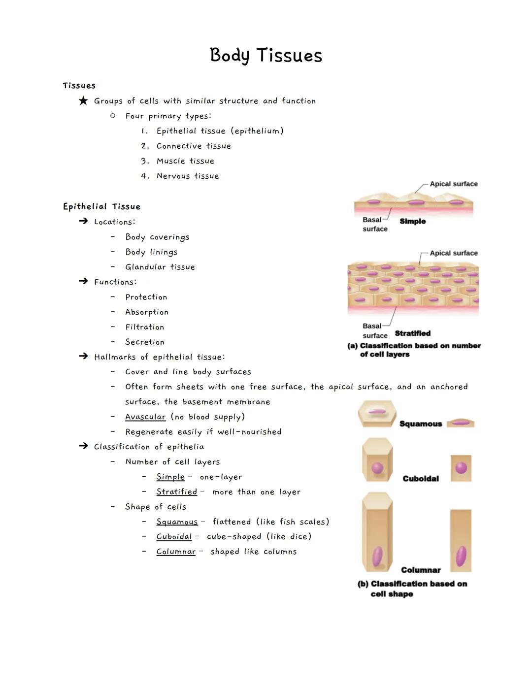 # Body Tissues
Tissues
★ Groups of cells with similar structure and function
• Four primary types:
1. Epithelial tissue (epithelium)
2