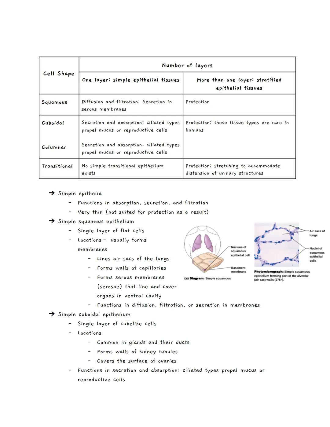 # Body Tissues
Tissues
★ Groups of cells with similar structure and function
• Four primary types:
1. Epithelial tissue (epithelium)
2