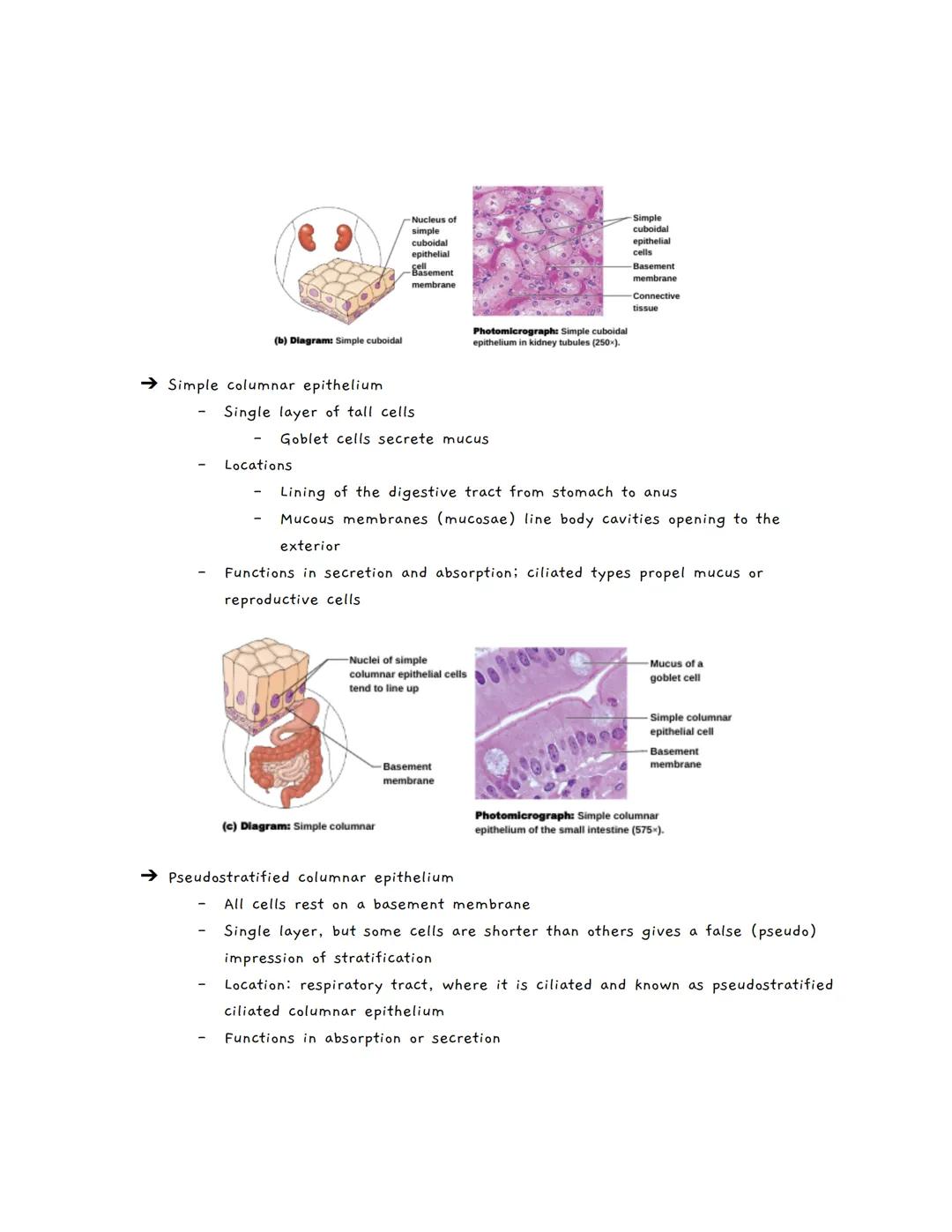 # Body Tissues
Tissues
★ Groups of cells with similar structure and function
• Four primary types:
1. Epithelial tissue (epithelium)
2